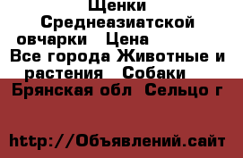 Щенки Среднеазиатской овчарки › Цена ­ 30 000 - Все города Животные и растения » Собаки   . Брянская обл.,Сельцо г.